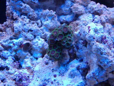 Trials and Tribulations of a Reef Aquarium: Soft Coral for Beginners