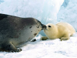 foca y osos polar