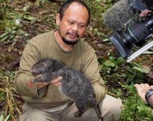 foto tikus terbesar di dunia - gambar binatang - foto tikus terbesar di dunia