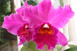desfile de orquídeas que capturé con la cámara