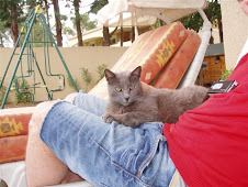 About Fluffy, author of the Diabetes in Cats blog
