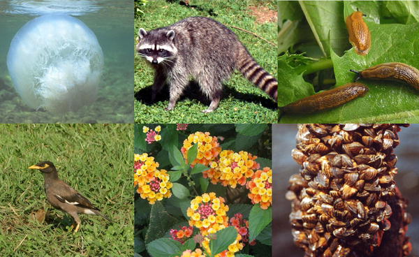 [biodiversidade3.jpg]