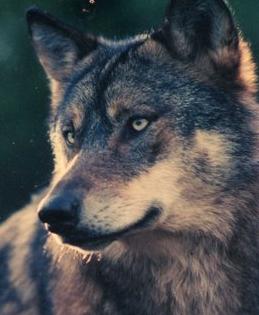 [Canis_lupus.jpg]