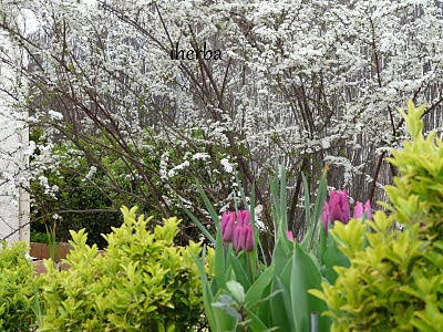 El Mundo de las Plantas de iherba : Galería de fotos