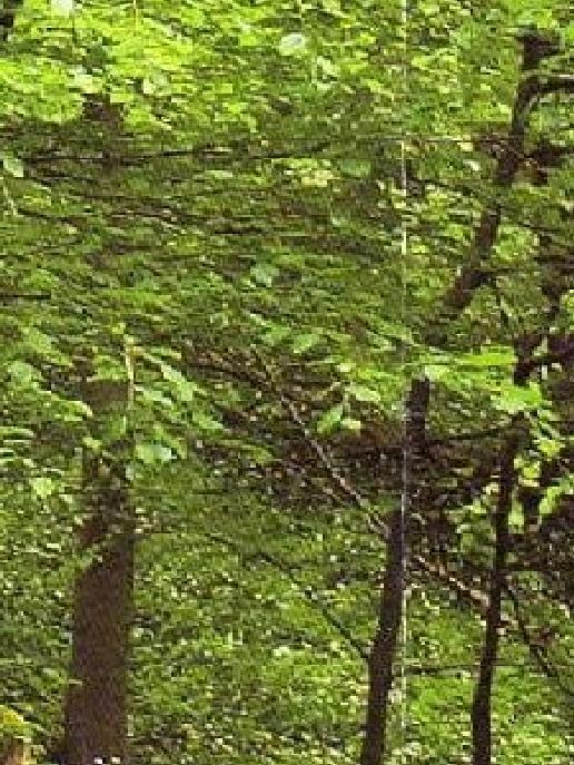 Muhlhausen Geschichte Und Mehr 89 Vogteier Impressionen