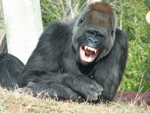 laughing+gorilla.jpg
