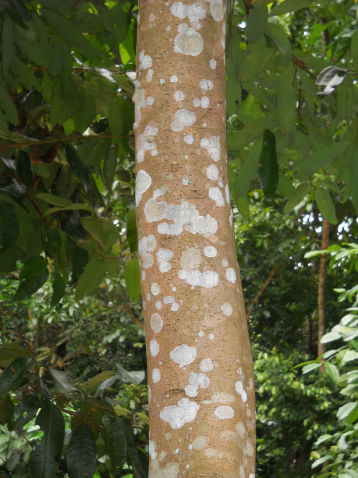 Bukit Timah Nature Reserve Cinnamon Tree
