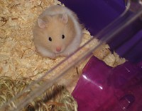 Meet Our Hamster Charles...