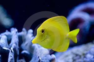 [Exotic+Fish.bmp]