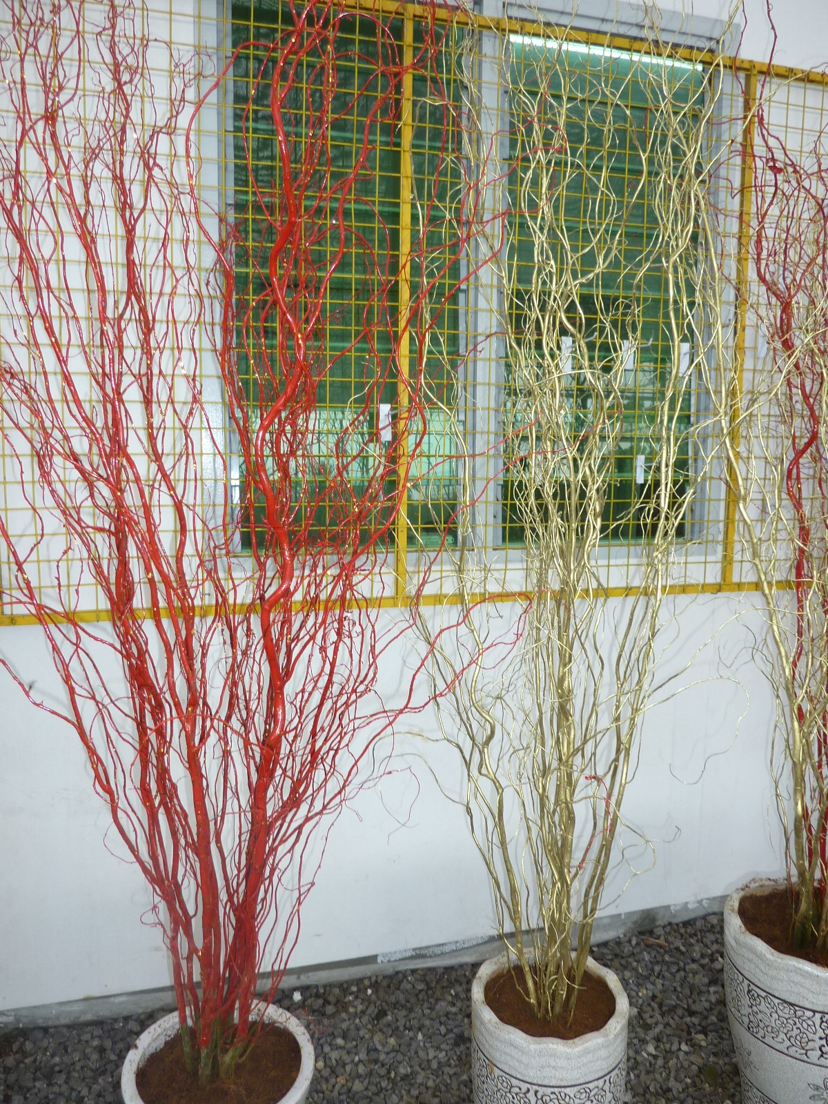 chinese new year lime plants