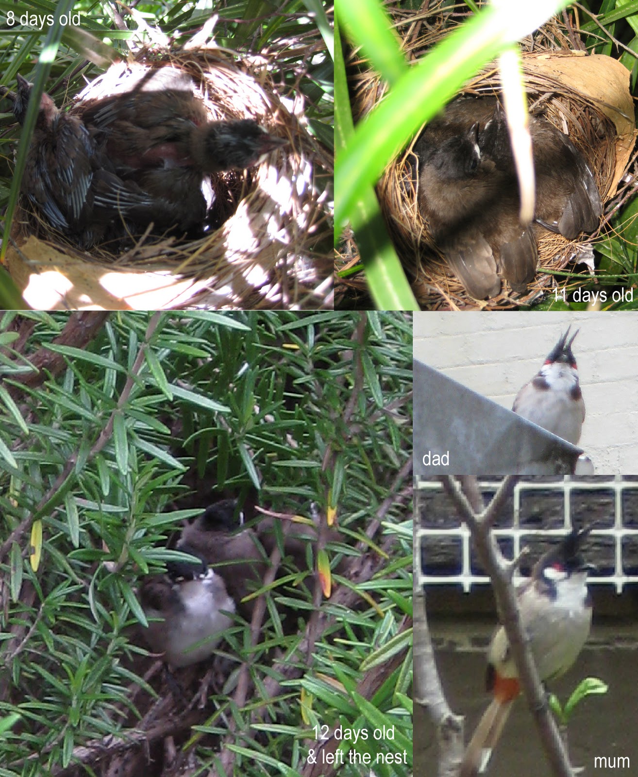 bkhdesign BULBUL BIRDS LEAVE THE NEST