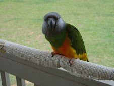 Gatto the Senegal Parrot
