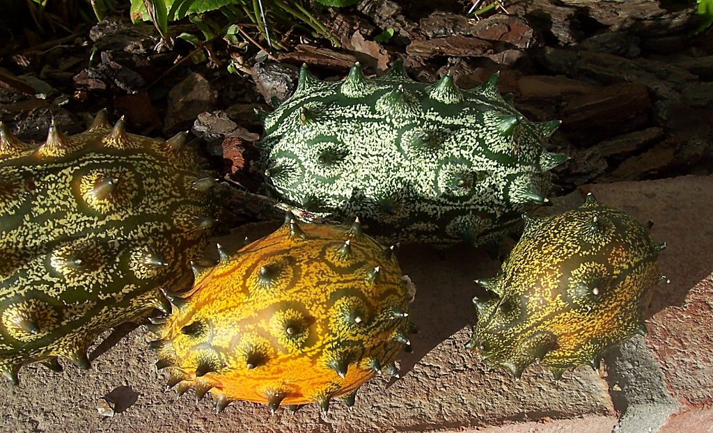 [100_2419_1024x622.jpg]