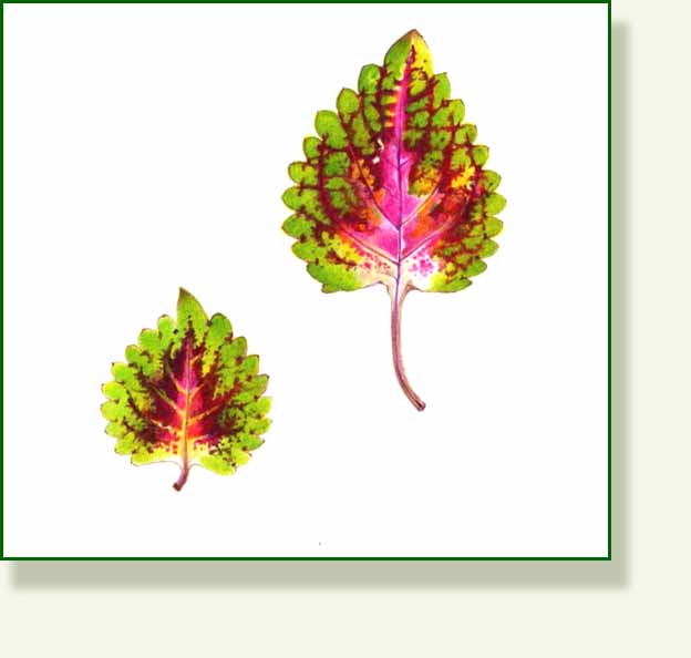[coleus+copy.jpg]