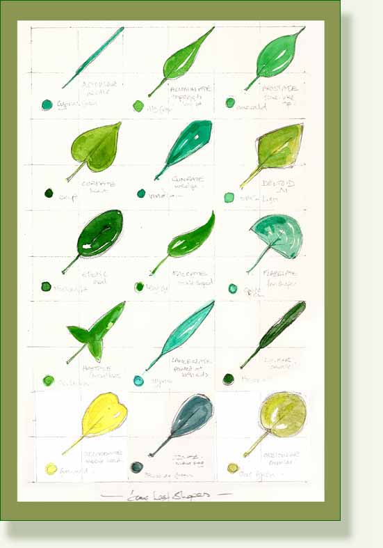 [leafchart2.jpg]