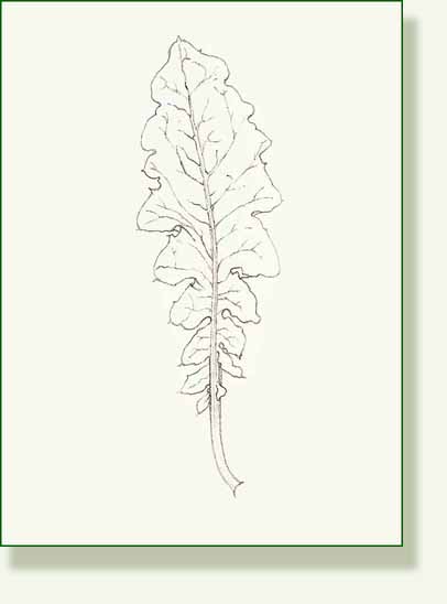 [dandelion+leaf.jpg]