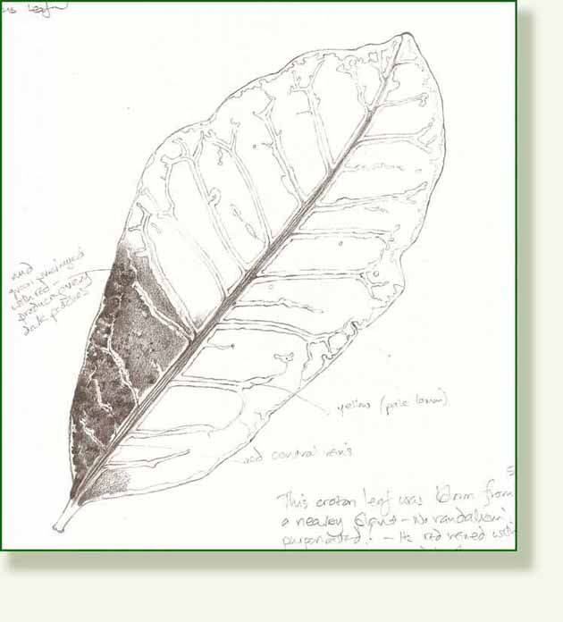 [croton2+copy.jpg]
