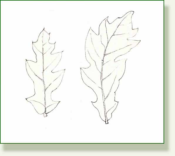 [white+oak+2.jpg]