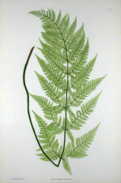 [fern+glazer.jpg]