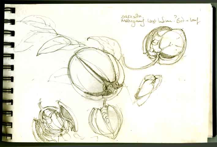 [magogany+sketch4.jpg]