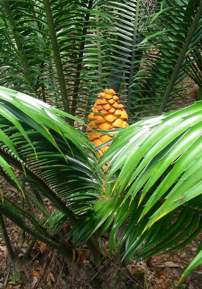 [my+cycad+leu+gardens.jpg]