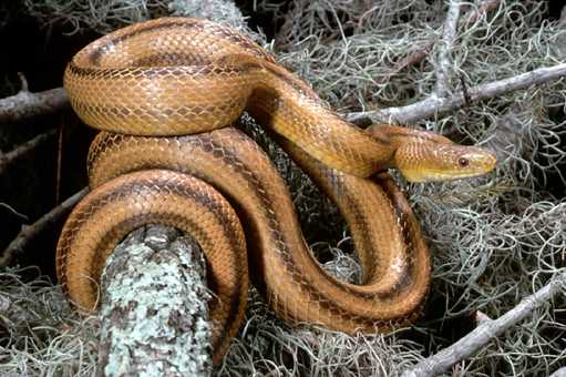 [rat+snake.jpg]