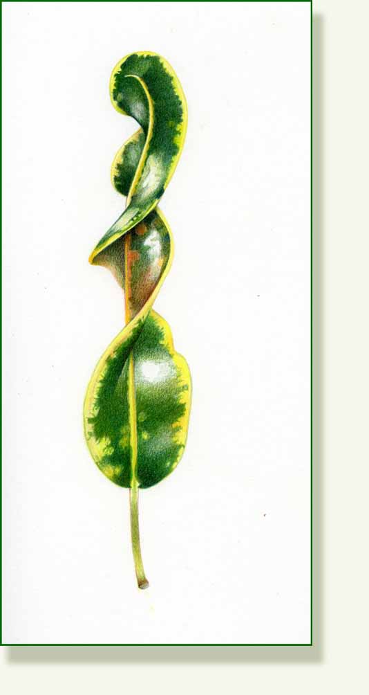[curly+croton+colour.jpg]