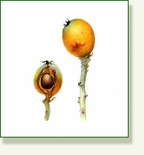 [loquat.jpg]