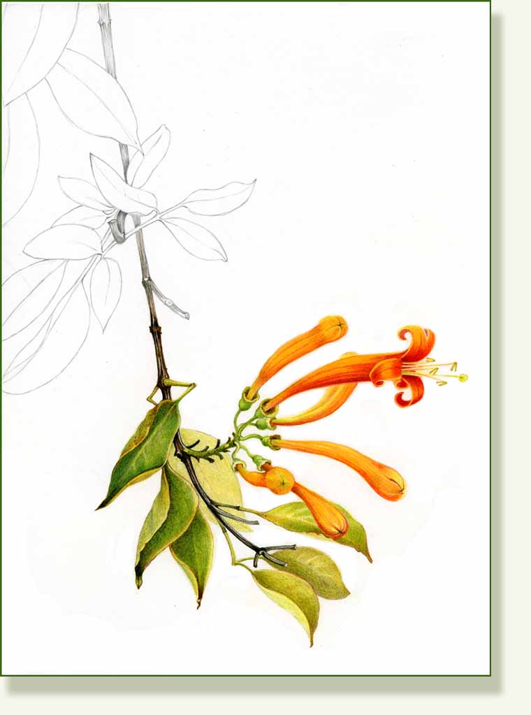 [coral+honeysuckle.jpg]