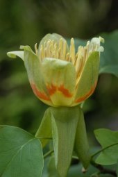 [Liriodendron_tulipifera.jpg]