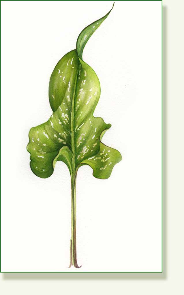 [calla+lily+leaf.jpg]