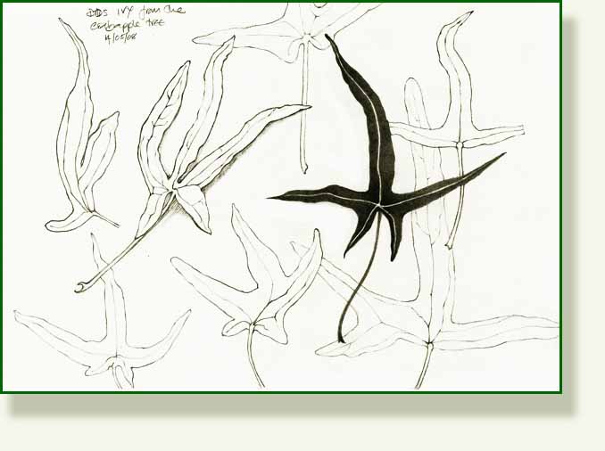 [birds+foot+ivy.jpg]