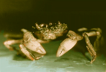 [crabSM2.gif]