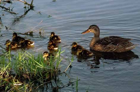 [ducklings.jpg]
