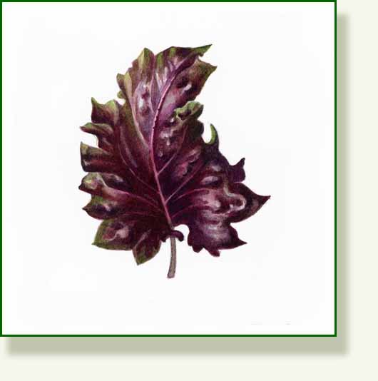 [basil2.jpg]