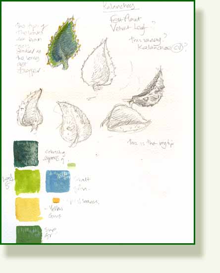 [felt+plant+sketch.jpg]