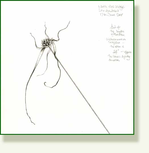 [white+star+sedge+fin.jpg]