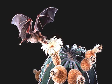 [bat.jpg]