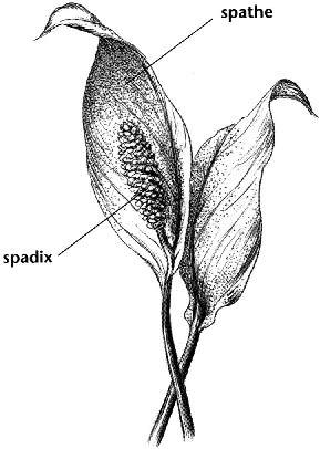 [f0239.jpg]