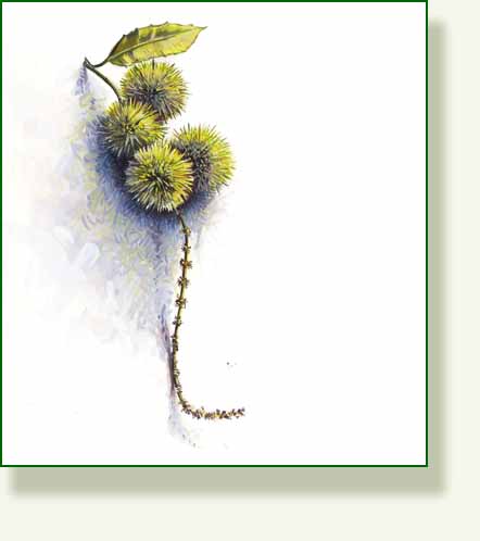 [chinquapin+bur.jpg]