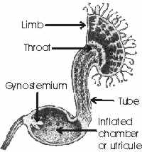 [Aristolochia.jpg]