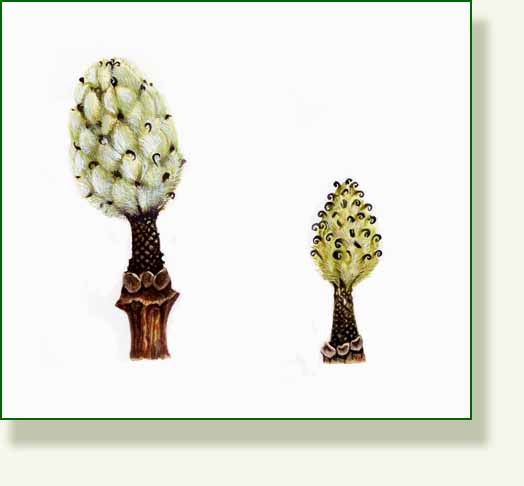 [magnolia+burr.jpg]