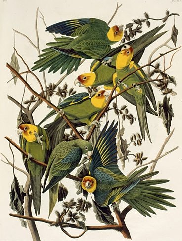 [AudubonCarolinaParakeet2.jpg]