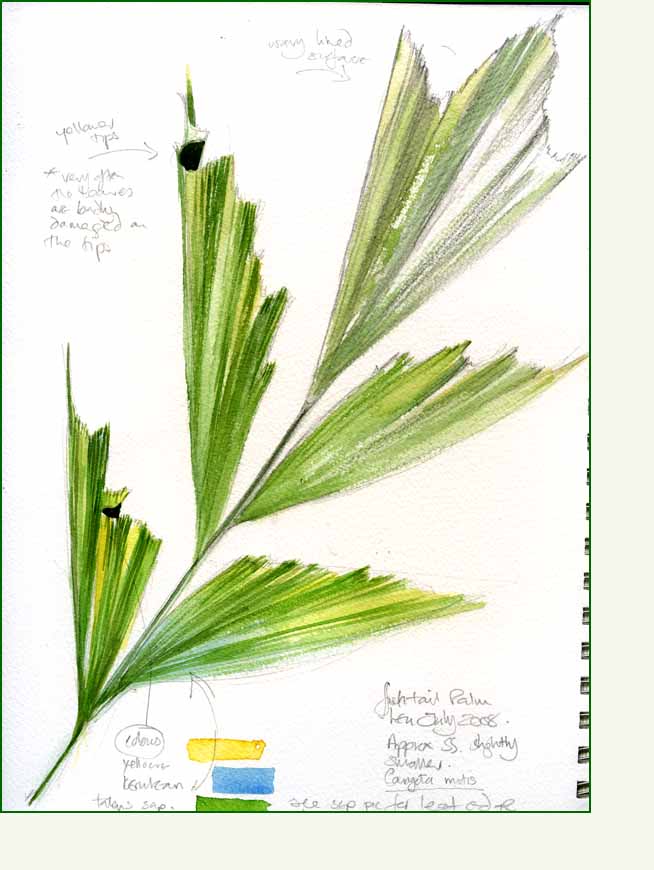 [fishtail+palm+sketch.jpg]