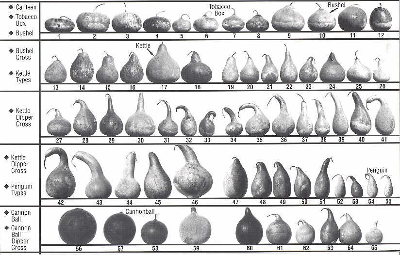 [gourd+chart.jpg]
