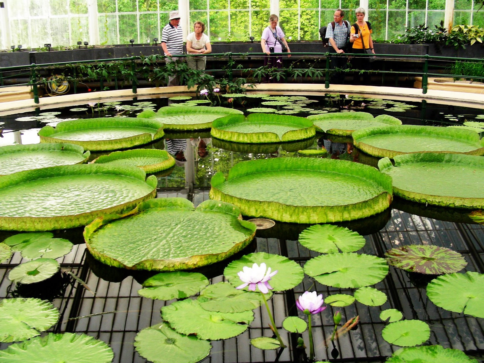 [my+lily+Kew.jpg]