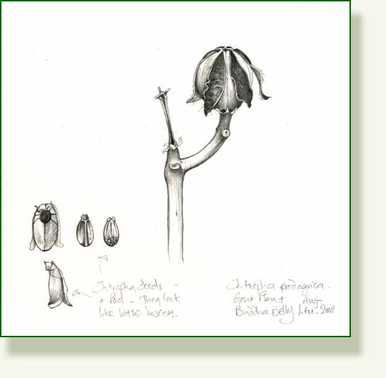 [jatropha+pod.jpg]