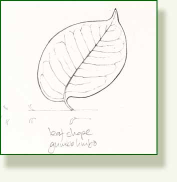 [gumboleaf.jpg]