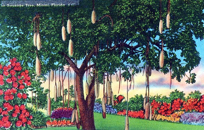 [miami+sausage+tree.jpg]