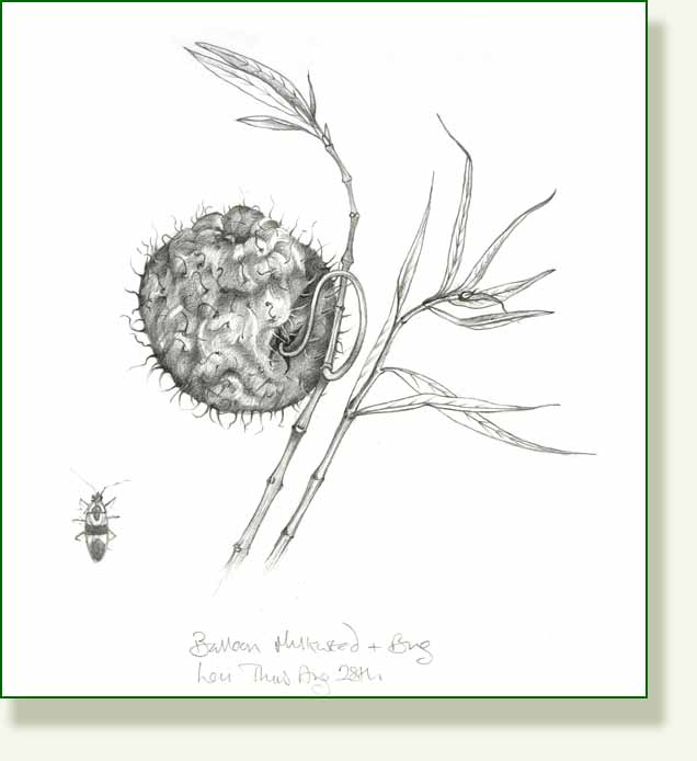[balloon+milkweed+right+bug.jpg]
